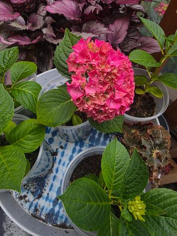 hortensia hortensia die bloeit op nieuw hout beschikbaar voor biedingen