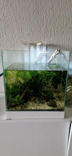Ciano nexus pure led 25 (LEEG AQUARIUM), Dieren en Toebehoren, Ophalen, Gebruikt, Gevuld zoetwateraquarium