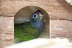 Pionus Menstruus | Getest | Baby's | Handtam, Dieren en Toebehoren, Vogels | Parkieten en Papegaaien, Meerdere dieren, Papegaai