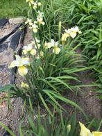 Te koop tuinplanten, Tuin en Terras, Planten | Tuinplanten, Ophalen of Verzenden, Zomer, Overige soorten, Volle zon