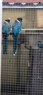 Kweekkoppel blauwe twenty eight plus 1 jong, Meerdere dieren, Parkiet