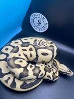 Ball Python Man Pastel Leopard Desert Ghost, Slang, 0 tot 2 jaar