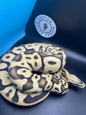 Ball Python Man Pastel Leopard Desert Ghost beschikbaar voor biedingen