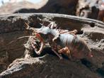 Aangeboden Dragonhead cricket (Cosmoderus femoralis), Dieren en Toebehoren, Insecten en Spinnen, Sprinkhaan of Krekel