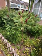 Fluweelboom stek, Tuin en Terras, Planten | Bomen, Ophalen of Verzenden, Zomer, Overige soorten