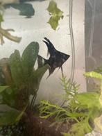 Kleine maanvissen, Dieren en Toebehoren, Vissen | Aquariumvissen, Vis