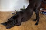 Herplaatser grote lieve hond, Dieren en Toebehoren, Honden | Niet-rashonden, Particulier, Groot, 6 jaar of ouder, Reu