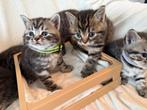 ️❤️Prachtige britse korthaar kittens met Stamboom❤️, Dieren en Toebehoren, Meerdere dieren, Gechipt, 0 tot 2 jaar