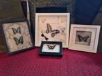 Vlinder Collectie in Lijsten, Ophalen of Verzenden
