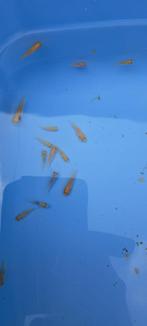 ACTIE!! baby koi's 2 tot 4 cm, Dieren en Toebehoren, Karper of Koi