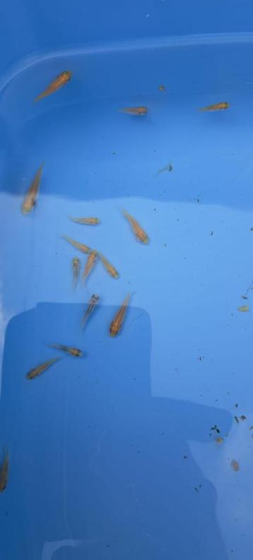 ACTIE!! baby koi's beschikbaar voor biedingen
