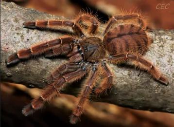 0-0-1 Phormingochilus sp. Rufus €23 incl. bakje beschikbaar voor biedingen