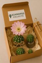 Echinopsis stekje Zeldzame Bloeiende Echinopsis, Ophalen of Verzenden, Voorjaar, Volle zon, Zaad