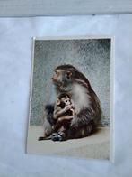 ARTIS. AMSTERDAM. RHESUSAAPJE. MET JONG, Ophalen of Verzenden