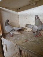 Oosterse rollers diverse kleuren, Meerdere dieren, Overige soorten