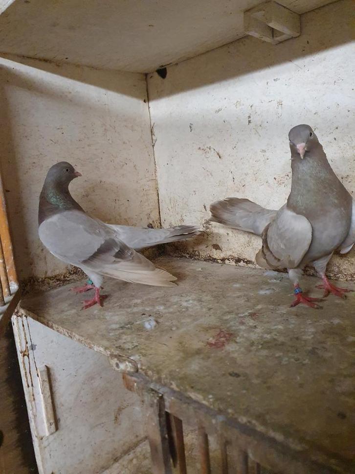 Oosterse rollers diverse kleuren, Dieren en Toebehoren, Vogels | Duiven, Overige soorten, Meerdere dieren