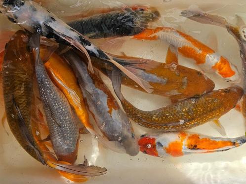 Flevokoiparadijs KOI vijverpompen open van 12-16.30 uur, Dieren en Toebehoren, Vissen | Vijvervissen, Karper of Koi