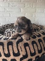 Boompoo pups, boomer x toy poedel, Nederland, CDV (hondenziekte), 8 tot 15 weken, Meerdere