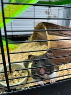 Hamster, Hamster, April, Vrouwelijk, Tam