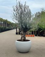 Exclusieve Kunststof Plantenbak/Bloembak/Boombak te koop, Tuin, Kunststof, 100 cm of meer, Rond