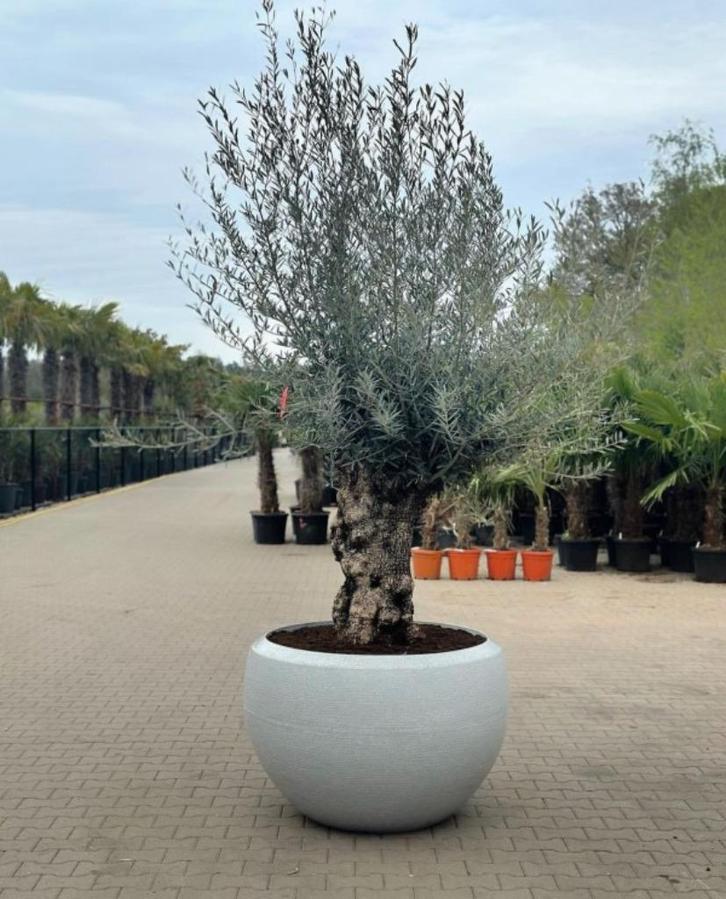 Exclusieve Kunststof Plantenbak/Bloembak/Boombak te koop, Tuin en Terras, Bloembakken en Plantenbakken, Nieuw, Kunststof, Binnen