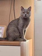 Britse kort haar, Dieren en Toebehoren, Kater