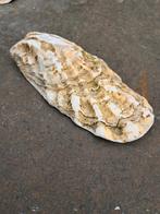Oesterschelpen tussen 5 en 20 cm, Hobby en Vrije tijd, Knutselen, Ophalen of Verzenden, Nieuw