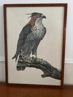 Offset Litho - Axel Amuchástegui - gesigneerd - roofvogel, Antiek en Kunst, Ophalen of Verzenden