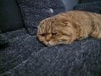 prachtige scottish fold kater, Dieren en Toebehoren, Katten en Kittens | Raskatten | Korthaar, Kater