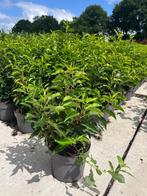 Prunus, Ophalen of Verzenden, Overige soorten, Minder dan 100 cm