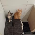kittens grijs lapje/rood/zwart met witte pootjes/cypers 8wk, Dieren en Toebehoren, Katten en Kittens | Overige Katten, Meerdere dieren