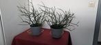 2 mooie potloodplanten, Ophalen, Zomer, Overige soorten, Volle zon