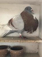 Te koop een prachtige goed vliegende jonge gaditano., Dieren en Toebehoren, Vogels | Duiven, Mannelijk, Kropper