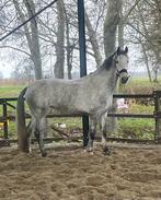 Te koop diverse paarden, Dieren en Toebehoren, Paarden, Merrie, Minder dan 160 cm, Zadelmak, 3 tot 6 jaar