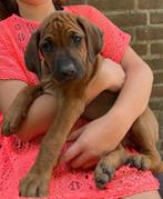 Rhodesian Ridgeback pups, geboren 3-6-2025, Dieren en Toebehoren, CDV (hondenziekte), 8 tot 15 weken, Geslacht onbekend, Groot