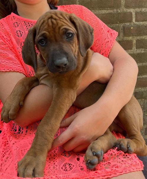 Rhodesian Ridgeback pups, geboren 3-6-2025, Dieren en Toebehoren, Honden | Niet-rashonden, Groot, Geslacht onbekend, Particulier