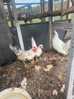 Haantje Hollandse kriel, Dieren en Toebehoren, Mannelijk, Kip