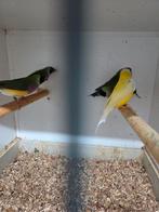 Mooie gould amadines, Meerdere dieren