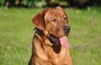 Mooie red fox labrador dekreu met stamboom, Dieren en Toebehoren, Reu, CDV (hondenziekte), 1 tot 2 jaar, Eén hond