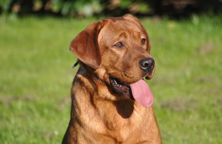 Mooie red fox labrador dekreu met stamboom, Dieren en Toebehoren, Honden | Dekreuen, Reu, Fokker | Hobbymatig, Eén hond, Nederland