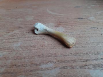 Dinosaurs hout bot figuur part speelgoed  beschikbaar voor biedingen