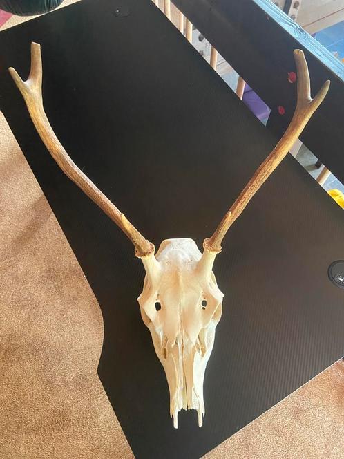 Hertenschedel met gewei 63 cm, Verzamelen, Dierenverzamelingen, Gebruikt, Gewei of Kop, Hert, Ophalen