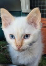 Ragdoll redpoint  katertje.  Geënt 2x, Dieren en Toebehoren, Katten en Kittens | Raskatten | Langhaar, Kater, Ontwormd