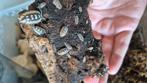 Porcellio Expansus "high orange", Dieren en Toebehoren, Insecten en Spinnen, Overige soorten