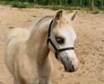 Prachtig palomino hengstveulen Welsh sectie a te koop, Dieren en Toebehoren, Pony's, Hengst, Recreatiepony, 0 tot 2 jaar