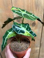 Alocasia amazonica polly variegata plant aurea yellow lemon, Ophalen of Verzenden, Halfschaduw, Minder dan 100 cm