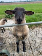 Twee suffolk rammen te koop, Dieren en Toebehoren, Mannelijk, Schaap