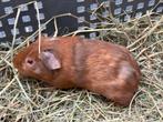 Jonge cavia’s te koop, Mannelijk, Cavia, Na 1 juli 2024, Tam