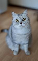 Lieve Brits korthaar poes Nova, Dieren en Toebehoren, Katten en Kittens | Raskatten | Korthaar, Poes, Gechipt, 3 tot 5 jaar