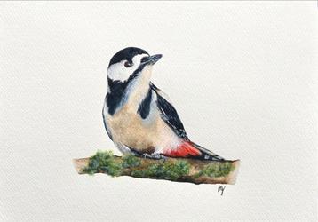 Aquarel grote bonte specht 21x29,7 beschikbaar voor biedingen